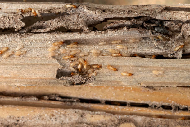 Best Pest Control Treatment  in Thompson, ND